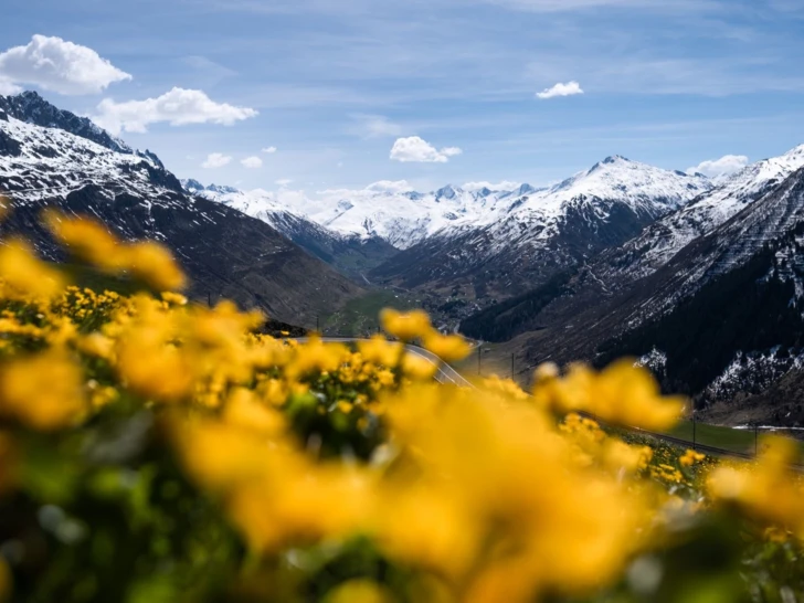 Blumen in Andermatt